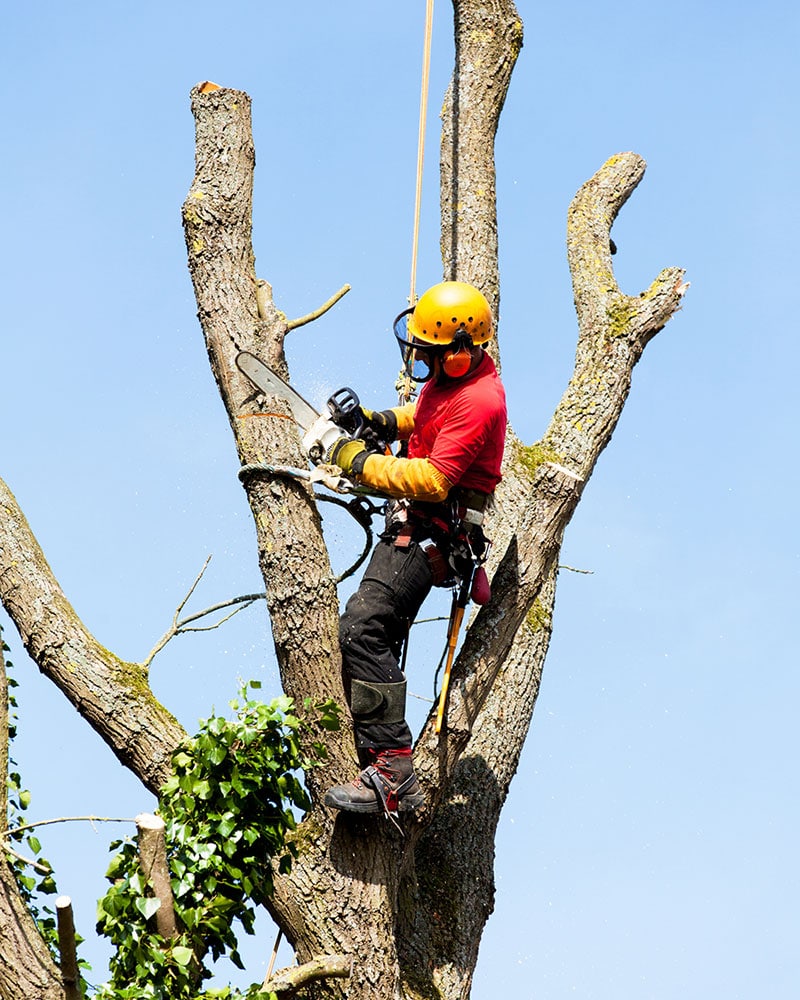 Emergency Tree Removal Service Tree Service Sacramento
