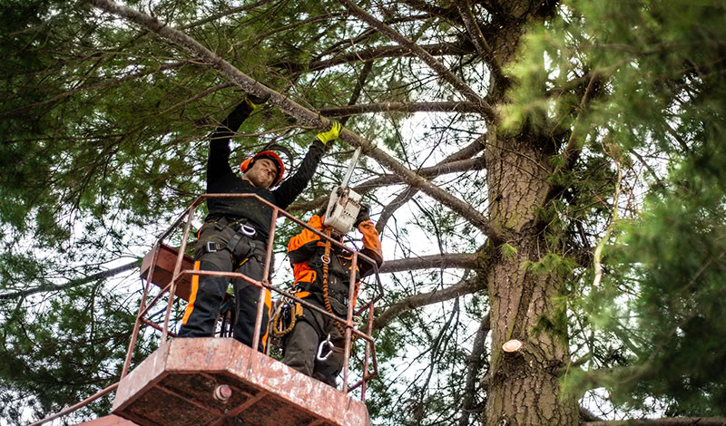 Tree Trimming Service Tree Service Sacramento