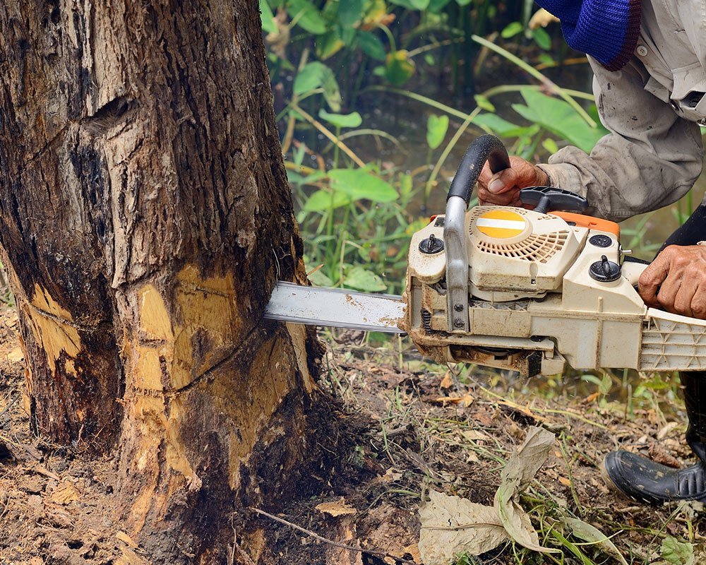 Rancho Cordova Tree Service Experts