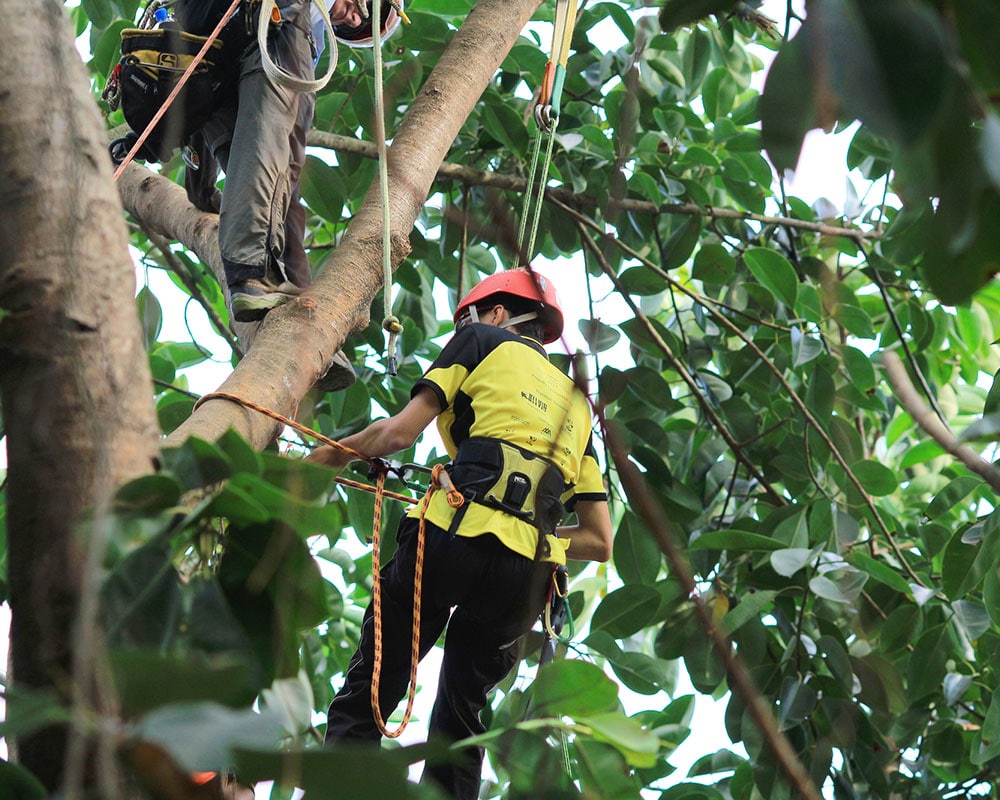 J&M Tree Service Rancho Cucamonga