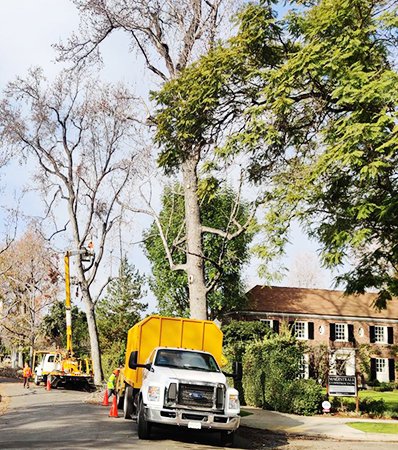 Professional Tree Service in Rancho Cordova