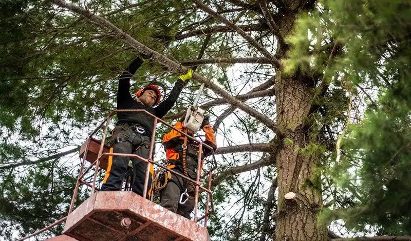 Rancho Cordova Arborist