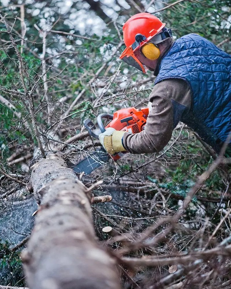 Home-Arborist