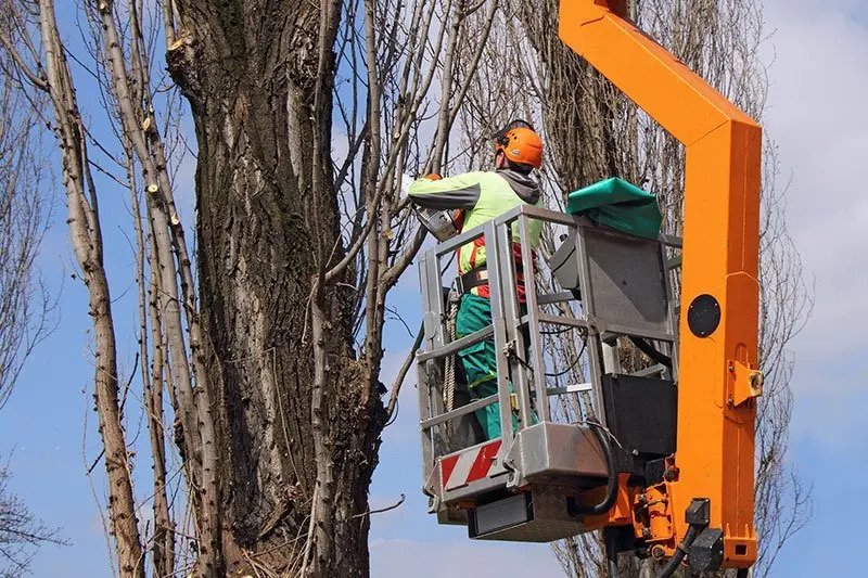 Professional Tree Service in Rancho Cordova