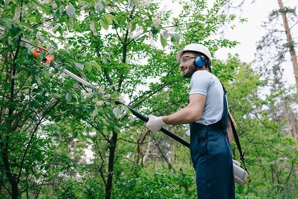 Sacramento Tree Trimming