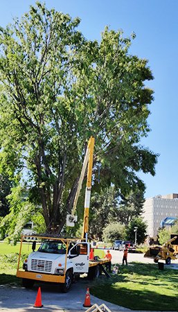 Certified Sacramento Tree Service Experts