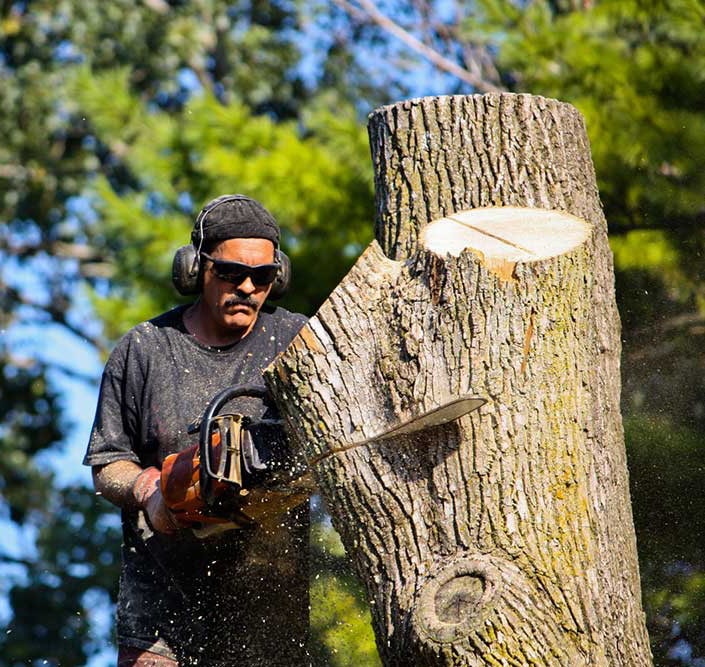 Professional Carmichael Tree Services