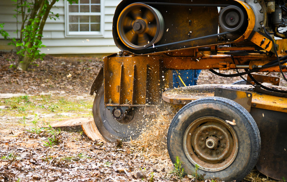 Stump Grinding vs. Stump Removal: Which is Right for You?