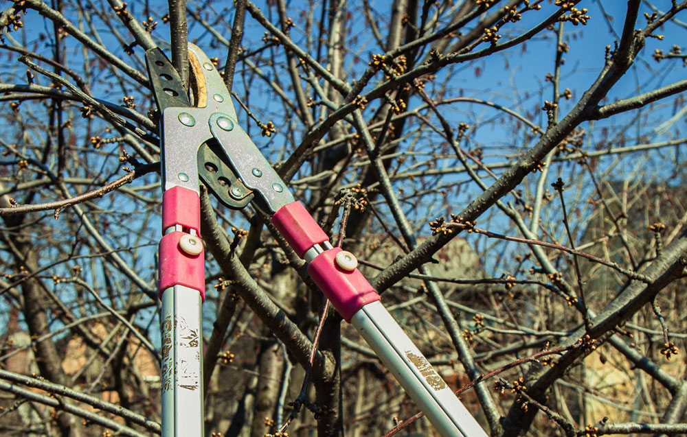 The Benefits of Professional Tree Pruning vs. DIY Pruning