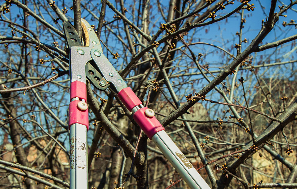 The Benefits of Professional Tree Pruning vs. DIY Pruning
