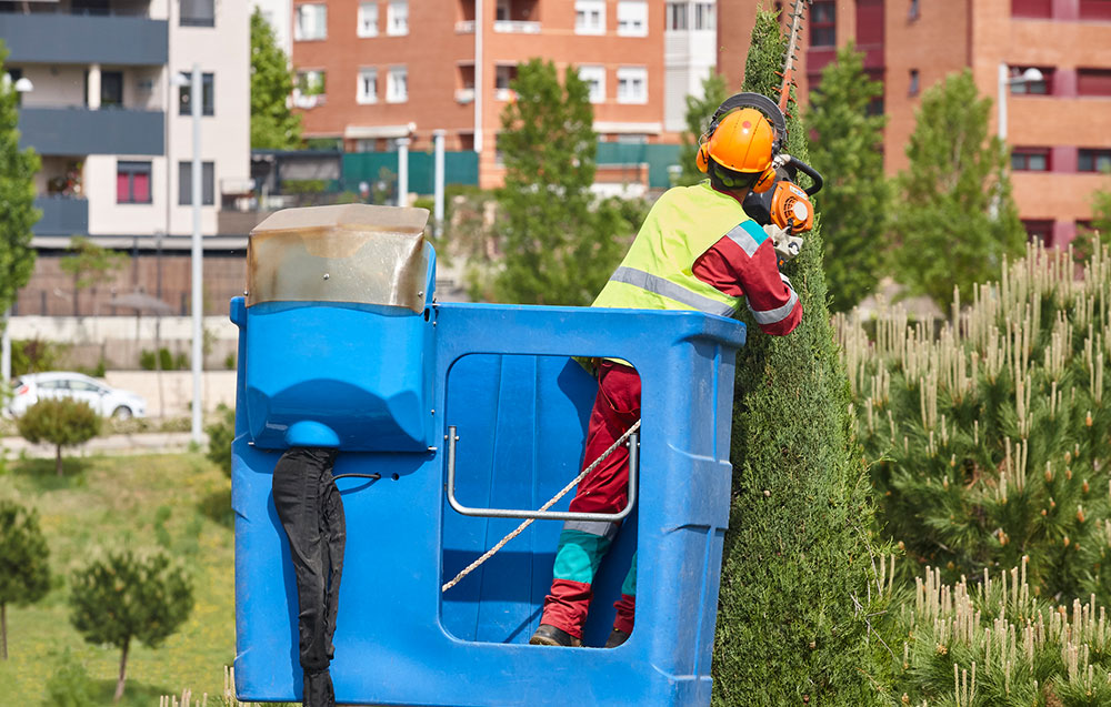 regular-tree-maintenance-homeowners