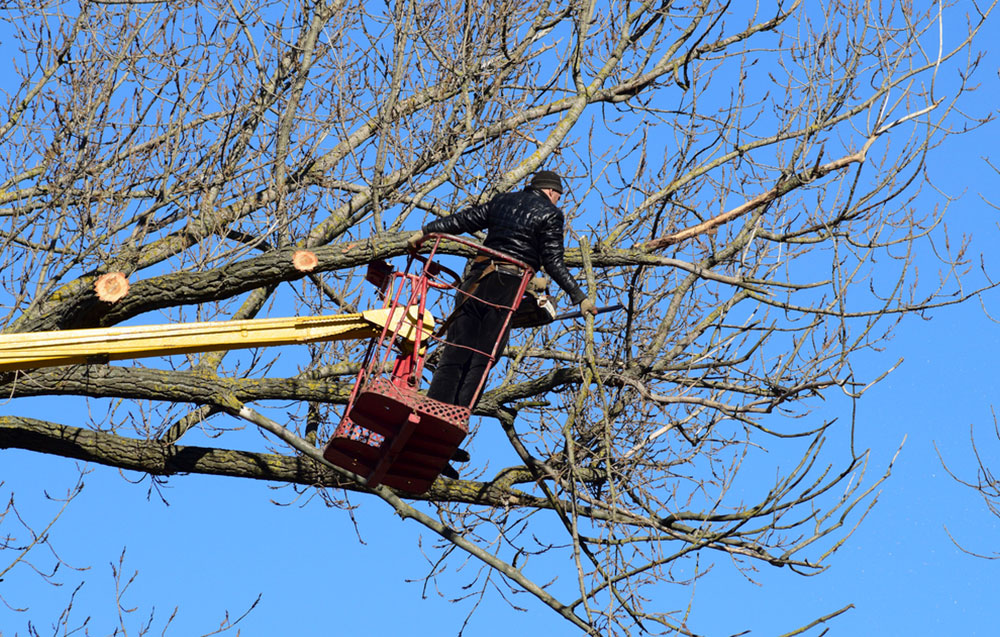 How to Prepare Your Trees for Storm Season in Sacramento