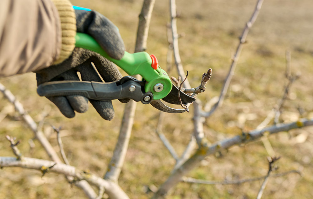 5 Signs Your Tree Needs Professional Trimming or Pruning